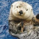 Сочинская выдра Гарри предсказала победу Португалии над Испанией в ЧМ-2018