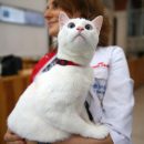 Кот Ахилл предсказал победителя в матче Бразилия – Коста-Рика Кот Ахилл предсказал победителя в матче Бразилия – Коста-Рика