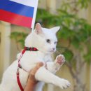 Милонов выступил за представление коту-оракулу Ахиллу пенсии Милонов выступил за представление коту-оракулу Ахиллу пенсии